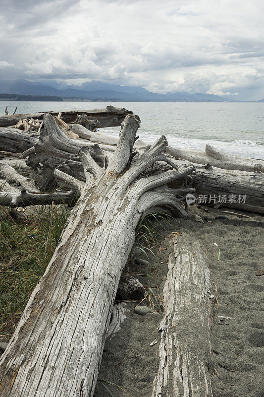 Dungeness Spit海滩，巨大的白色浮木原木堆积，Sequim，美国，华盛顿